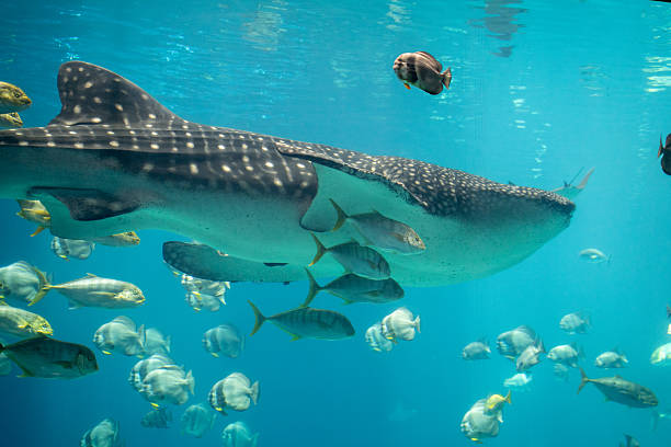 Whale shark swim