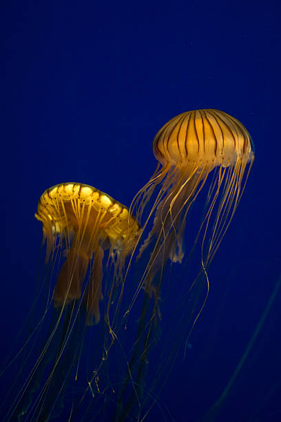 istock Two Yellow Jellyfish Floating Gracefully in Deep Blue Ocean Waters 2228533320