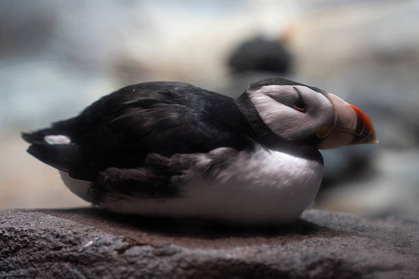 A vibrant Atlantic puffin sits calmly atop a rugged coastal rock, showcasing its distinctive colorful beak and striking black and white plumage. The natural habitat highlights the bird’s connection to the sea and rocky shorelines.