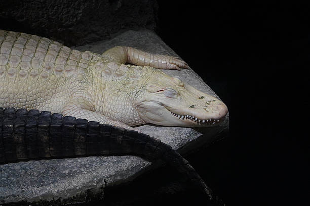 istock Albino Alligator in Zoo Enclosure 2228533523