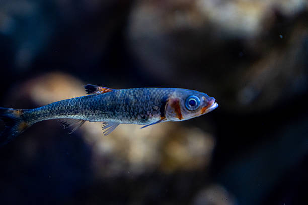 istock Close-Up of a Small Blue Fish Swimming Underwater 2228533571