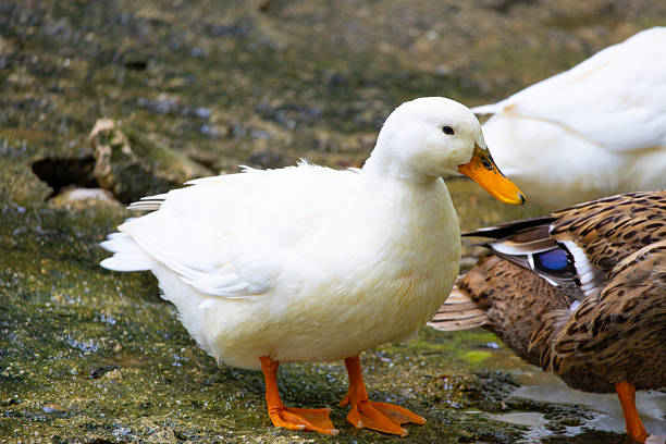 Portrait of a white duck on the ground