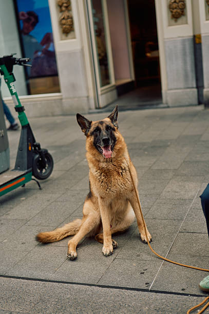 German shepherd dog sitting on a sidewalk, enjoying the urban environment