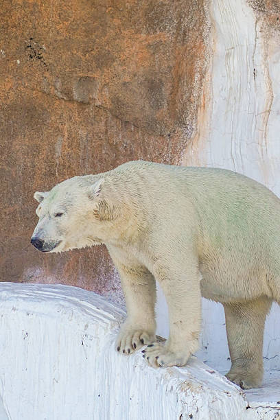 istock Polar Bear in Arctic Habitat 2228536831