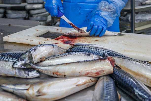 istock Workshop of big fish factory. 2228537135