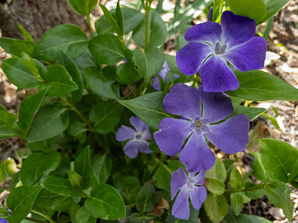 Close-up of periwinkle blossoms, showcasing the vibrant violet petals and lush green foliage of this popular groundcover