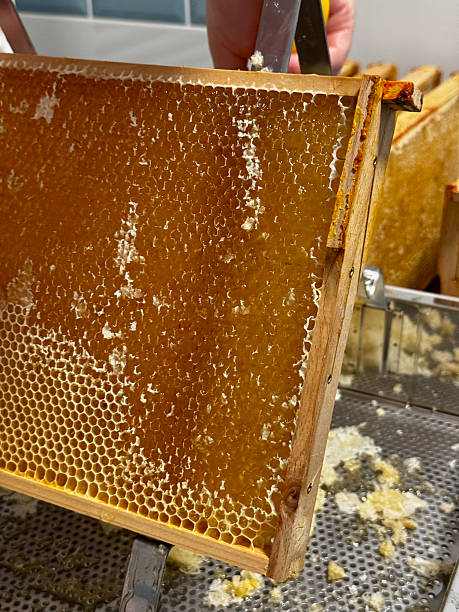 istock Close-up of capped honeycomb 2228538363