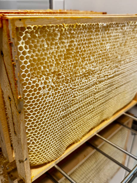 istock Close-up of capped honeycomb 2228538449