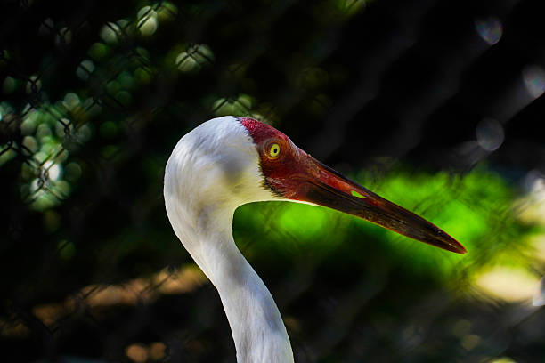 istock Close-Up of a Crane Bird 2228539507