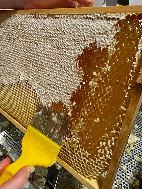 istock Close-up of capped honeycomb 2228539615