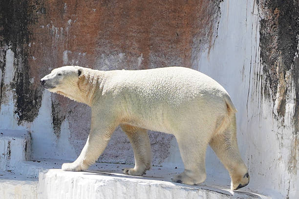 istock Polar Bear in Zoo Enclosure 2228539671