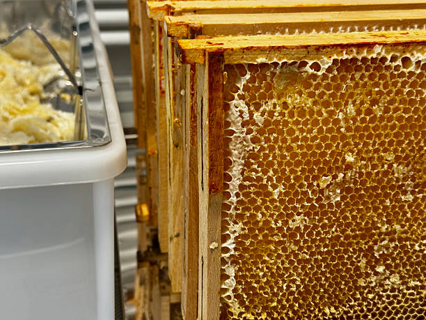 istock Close-up of capped honeycomb 2228539692