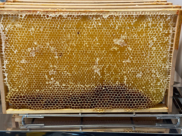 istock Close-up of capped honeycomb 2228539871