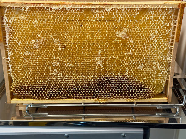 Close-up of capped honeycomb frame filled with golden honey, illustrating natural beekeeping, raw honey storage, and traditional apiculture in sustainable food production