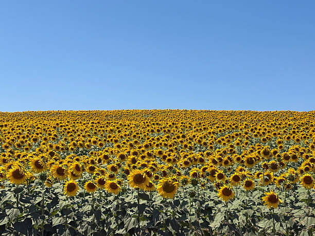 istock Sunflower field and sky background 2228540591