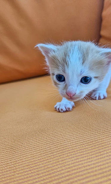 istock Cute little blue eyed kitten playing 2228541158