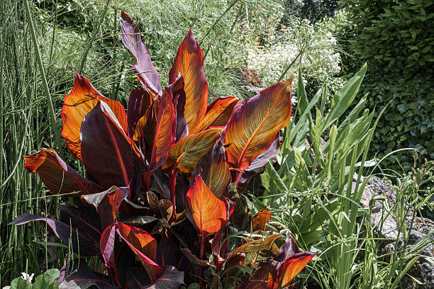 Canna indica leaves in a botanical garden