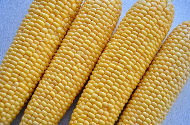 istock A close-up shot of several corn cobs showing tightly packed golden-yellow kernels. 2228542748