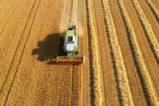 istock Combine harvester in grain field 2228544978