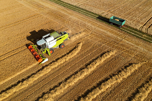 istock Combine harvester in grain field 2228545360