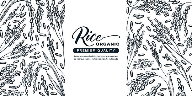 Label template for organic rice. Vector sketch vintage rice ears illustration. Natural agricultural product design. Grain food packaging with place for label