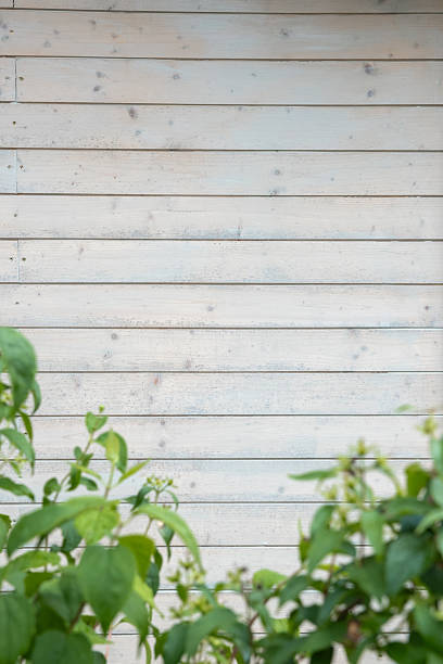 White wooden wall with horizontal planks and subtle weathering, partially obscured by leafy green plants with small buds in the foreground.