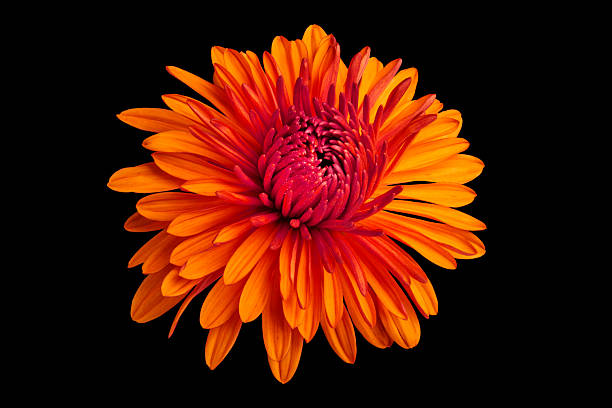 istock big red chrysanthemum flower on black background 2228548479