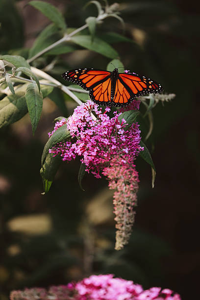 istock Monarch Butterfly on Buddleia Blossom 2228552325