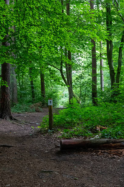 istock Runners path with sign in woodland/ Forest 2228552598