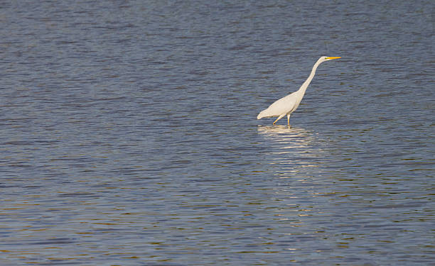 istock White Heron Ardea alba hunting on a lake 2228552768