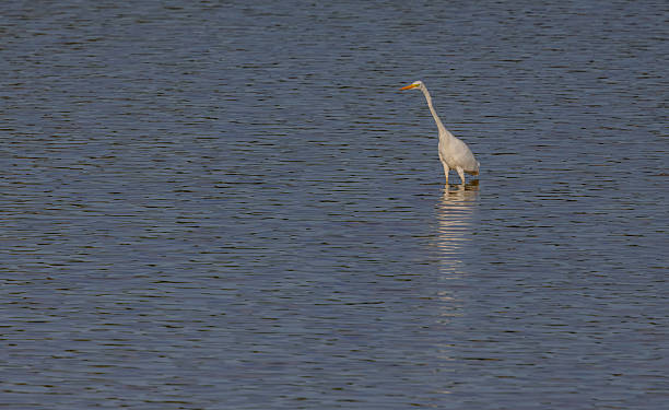 White Heron Ardea alba hunting on a lake