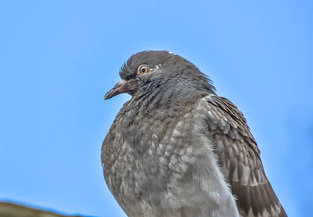 City pigeon on a tiled roof
