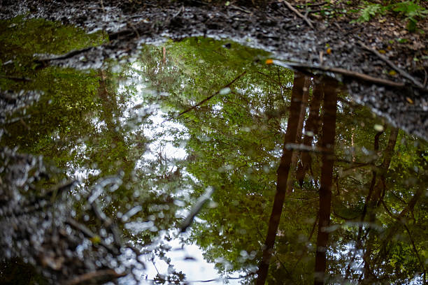 istock Reflections of woodland in puddle 2228553116