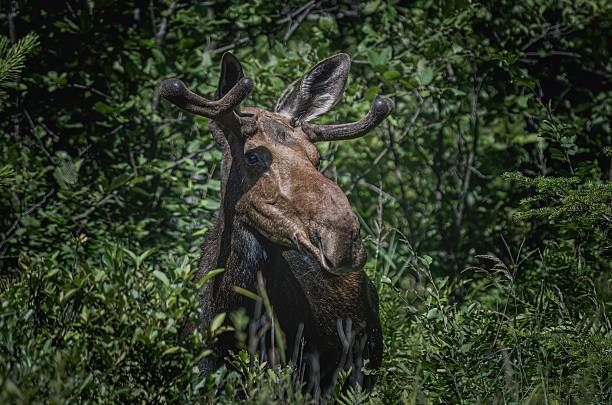 istock Bull Moose in Natural Habitat – Algonquin Park, Ontario 2228555607