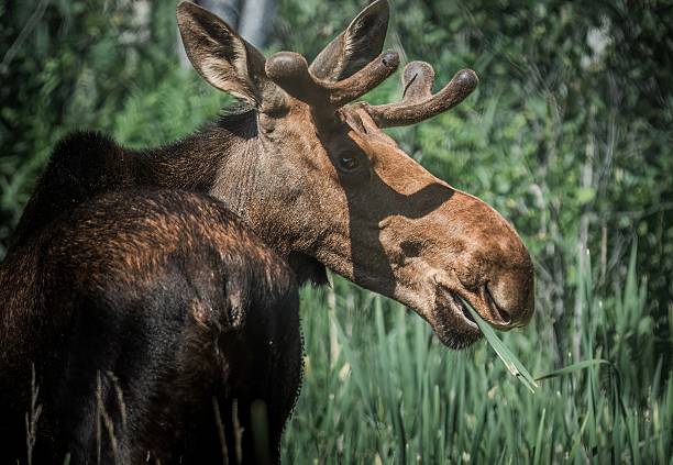 istock Bull Moose in Natural Habitat – Algonquin Park, Ontario 2228555659