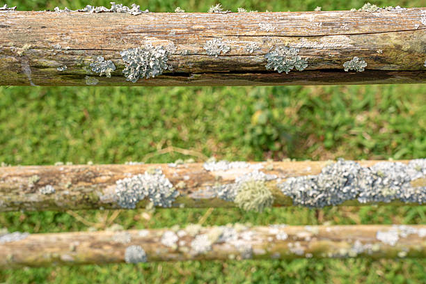 Wooden fence with vegetation developing due to strong humidity. Parish of Santo Espírito-Santa Maria-Azores-Portugal.