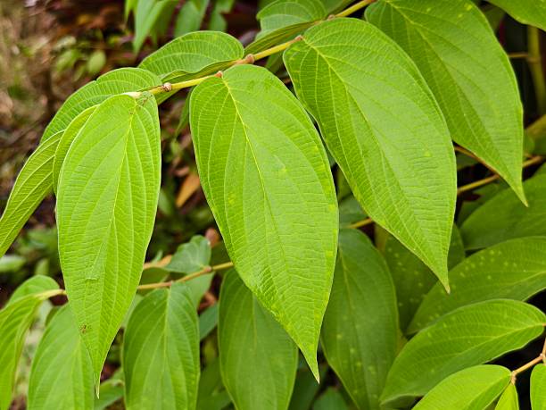 istock Piper aduncum plants in tropical nature Borneo 2228555928