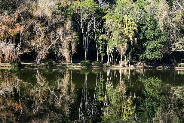 istock Reflection of trees in a lake 2228557619