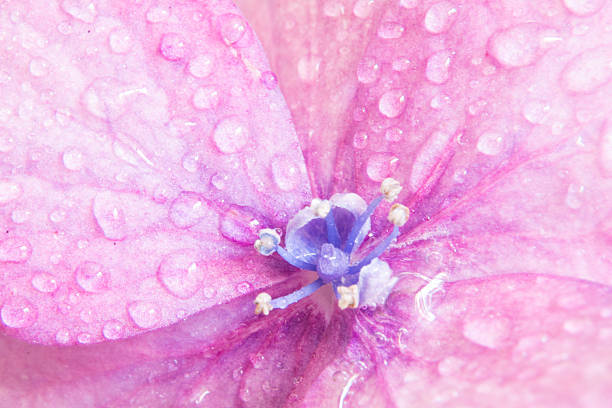 Hydrangea flower background.