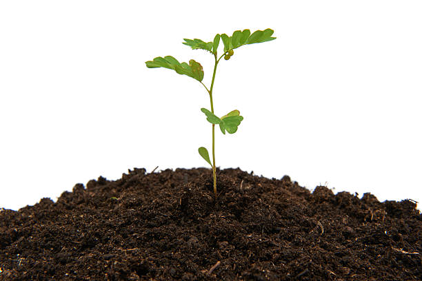 istock Small Green Plant Emerging From Dark Soil in a Bright Setting, Showcasing New Life and Growth in Nature 2228558080