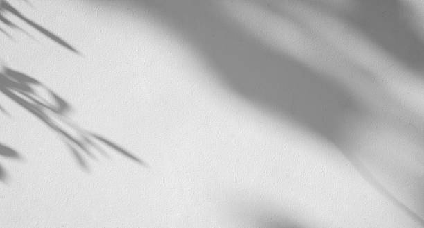 istock Abstract natural tree leaves shadow on white wall background 2228558811