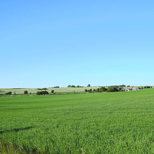 A picturesque green wheat field spreads out under the clear skies of a Danish countryside, featuring distant wind turbines and a peaceful springtime setting that emphasizes sustainable farming and natural beauty.