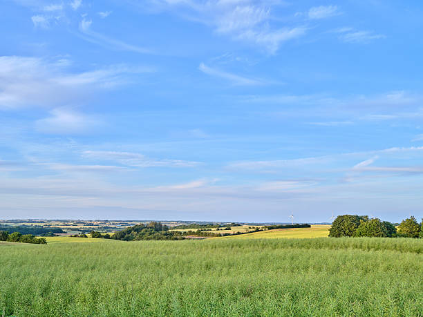 A serene spring landscape showcasing lush green fields under a clear blue sky. Located in Denmark, this idyllic scenery embodies tranquility and natural beauty, perfect for outdoor enthusiasts and nature lovers.
