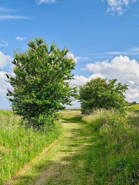 A tranquil countryside scene in Denmark showcasing a green grassy pathway surrounded by verdant foliage and vibrant trees under a serene blue sky filled with gentle clouds. A peaceful nature setting.