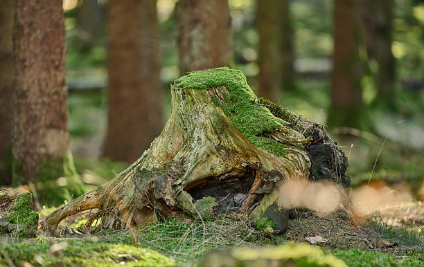 A moss-covered tree stump amidst a pristine forest. The vibrant greenery complements the organic wood textures, showcasing nature's lifecycle and tranquility with close-up details and a soft focus on the background.