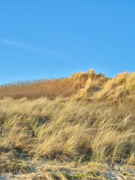 istock Golden grass-covered dunes under a clear blue sky in coastal Denmark 2228559005