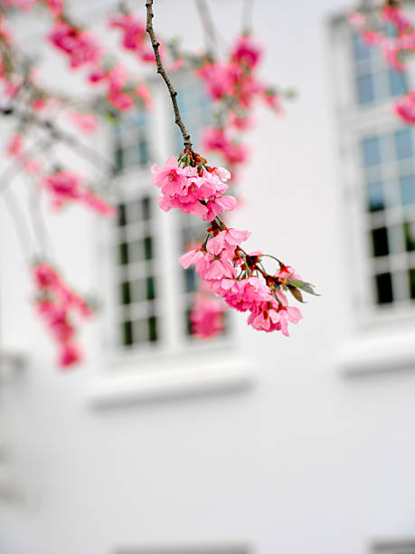 istock Pink cherry blossoms on a branch with a soft blurred background of a danish building 2228559012