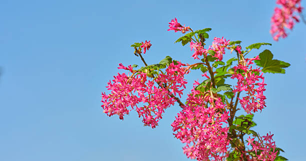 Vivid pink blossoms adorn the branches of flowering currants (Ribes sanguineum) against a bright blue sky, creating a serene and vibrant scene ideal for nature or seasonal themed projects.