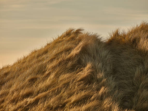 istock Golden sunset over wild grass-covered dunes under a peaceful sky 2228559060
