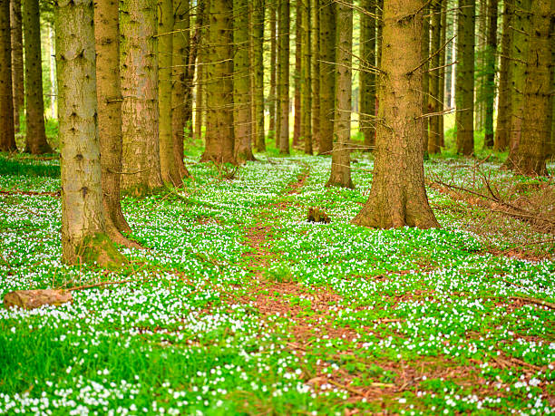 The image shows a tree stump surrounded by blooming wood anemones (Anemone nemorosa) in a vibrant green forest setting. Shot in Denmark, this scenic view captures the essence of springtime.